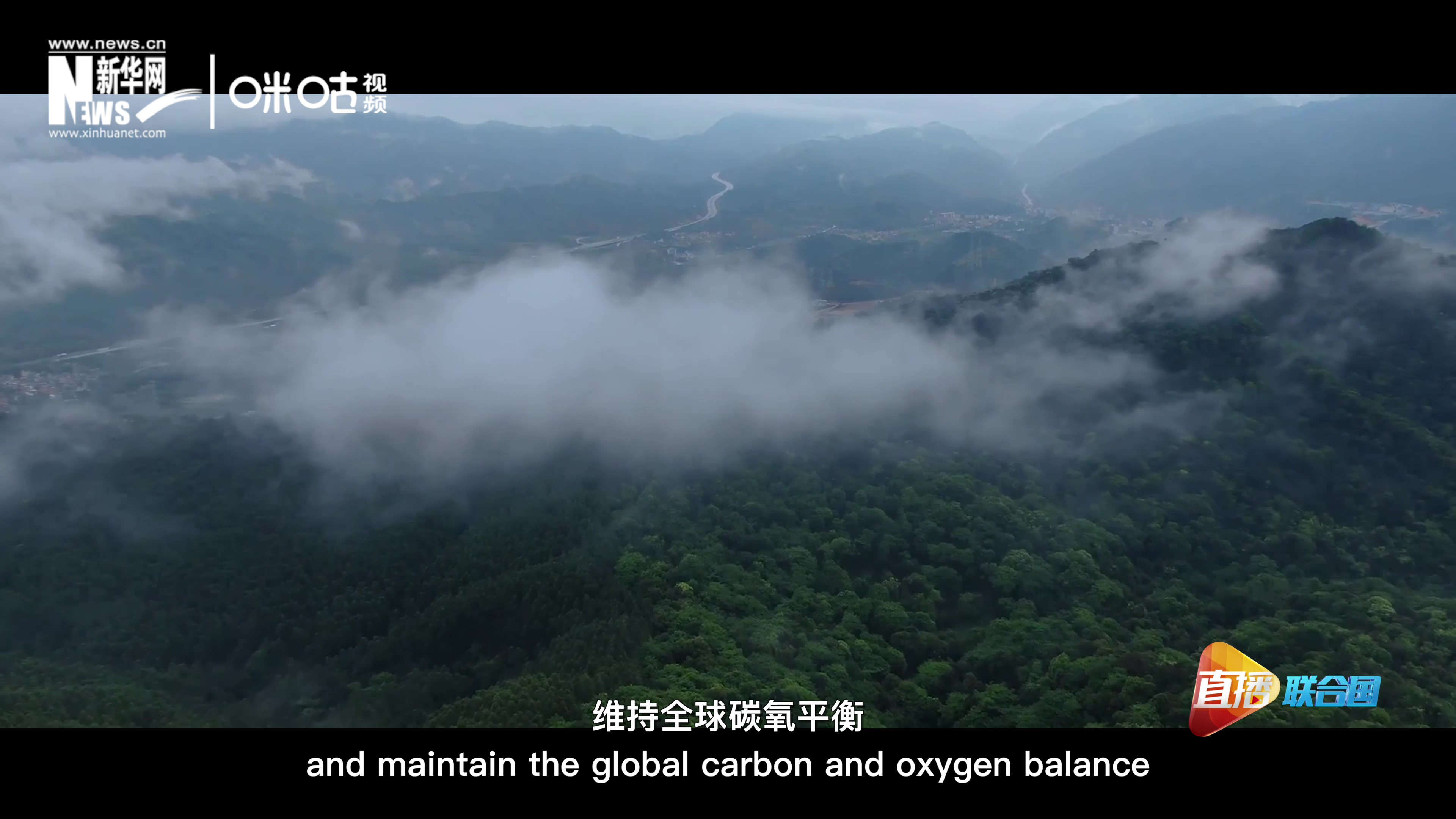 森林的碳匯可以協助減緩氣候變化，維持全球碳氧平衡